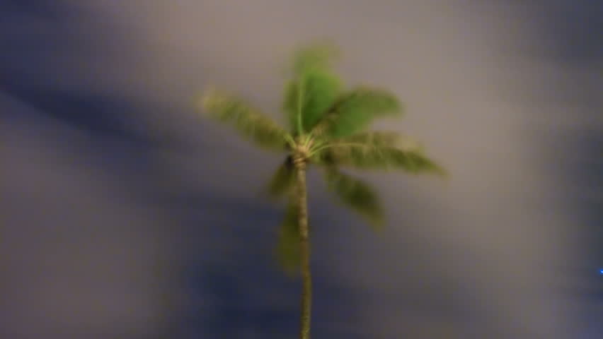 Palm Tree Dream Time-lapse - A tropical palm tree in Hawaii sways against the trade winds at night. The long exposure time-lapse photography give the image a timeless, dream like quality.