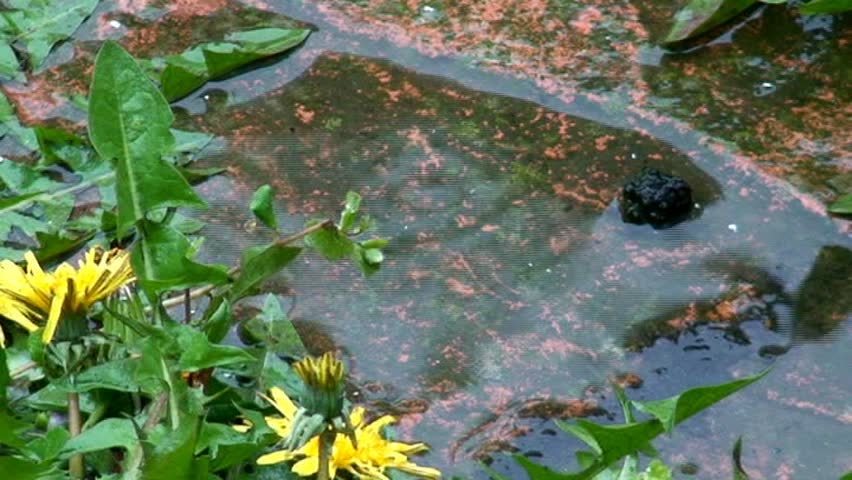 Raindrops landing into a puddle on a floor