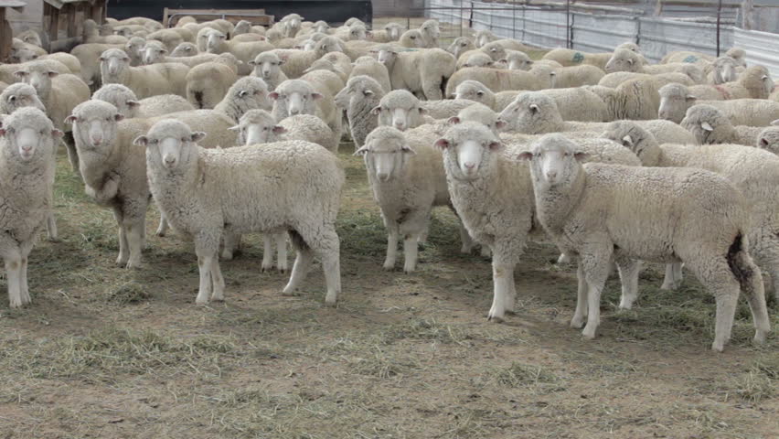 Sheep in corral awaiting their chance to be sheared. Sheep on livestock ranch to harvest wool for textile and industry. Spring chore before lambing season to give animal haircut. Uruguay shearers.