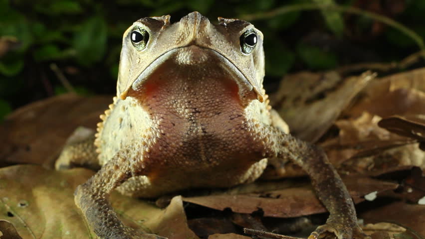Crested Forest Toad (Rhinella dapsilis). In Yasuni National Park, Ecuador