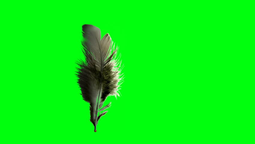 Quill writing on green screen