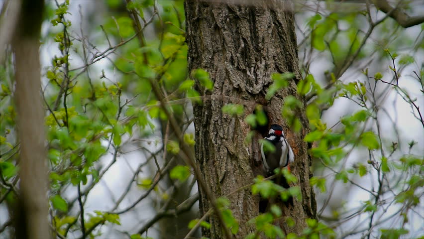 Great spotted woodpecker drumming on a tree trunk in a forest.