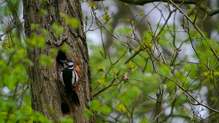 Great spotted woodpecker drumming on a tree trunk in a forest.