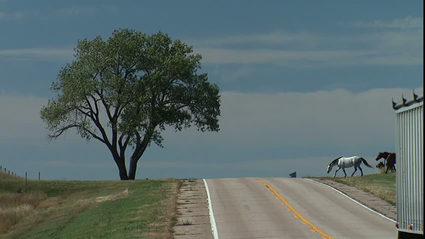 Cowboys and herd of horses cross highway