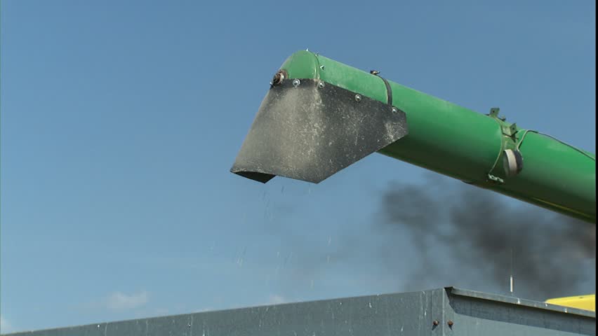 Soybeans dumping from harvester