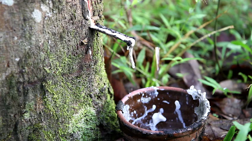 Rubber Tapper Tapping Sap Latex