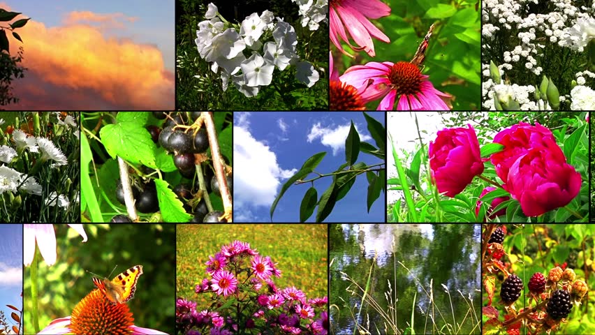 Natural flower collage 