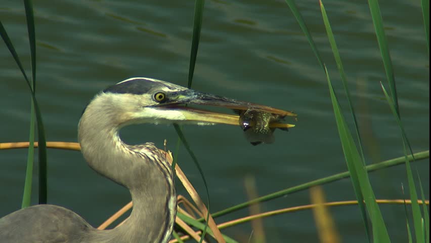 Great blue heron with perch in beak in Eco pond
