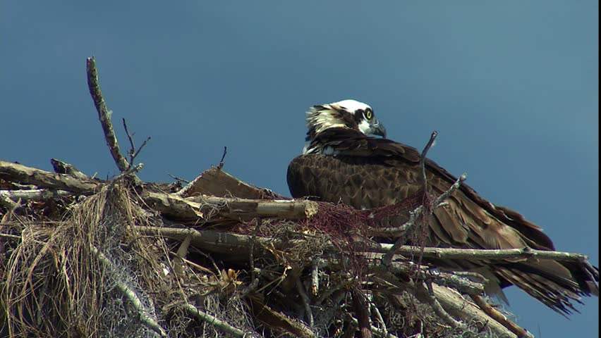 osprey in nest with young osprey chick in the nest in the Everglades national Park