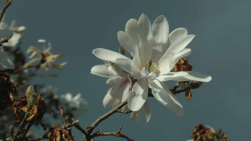Star magnolia flowers blooming in tree welcoming spring