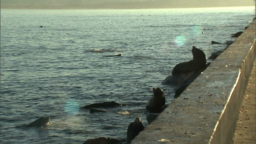 Monterey Sea Lions- steamy breath