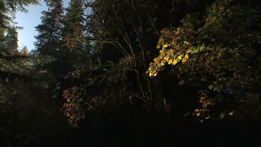fall covered leaves