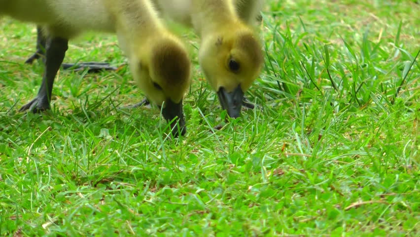 closeup on the beaks and necks of young goslings eating grass