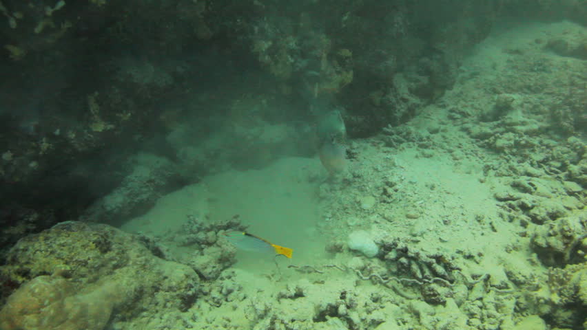 Titan trigger fish swims along the coral reef and feeding