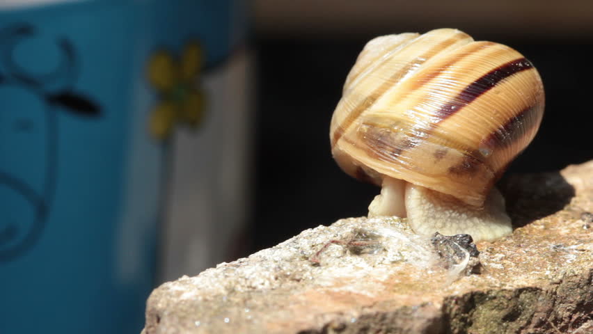 Snail getting out of his shell and moving
