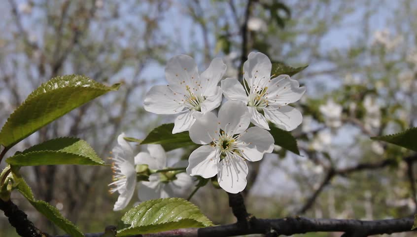 White cherry blossoms