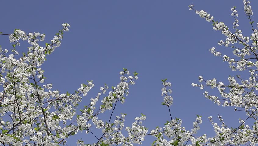 Cherry blossoms and clear blue sky