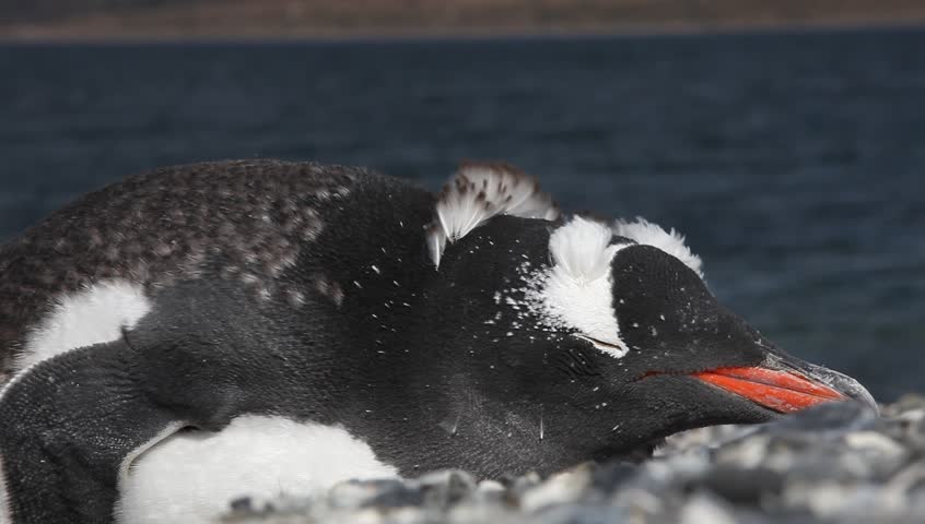 Penguins on Isla Martillo in Ushuaia, Patagonia
