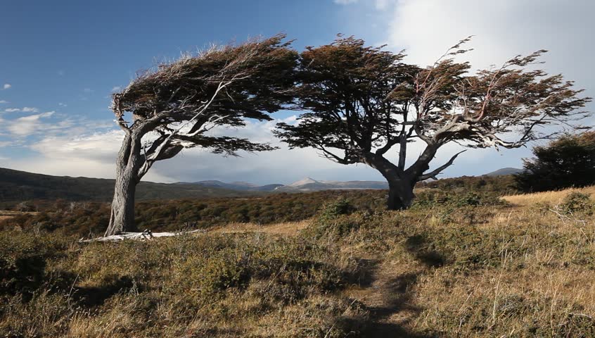the wind shaped trees in Ushuaia in Tierra del Fuego