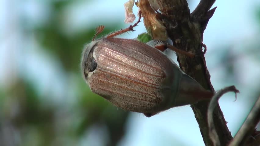 May beetle on green leaf in the garden on the farm
