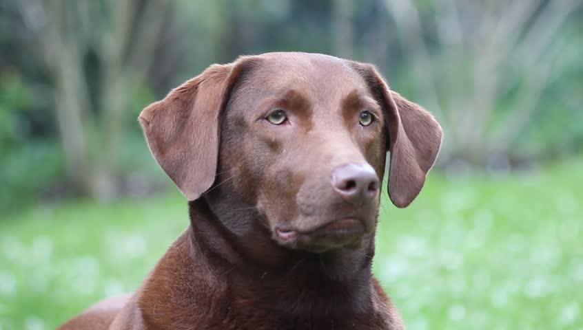 a dog is sniffing what's in the environment