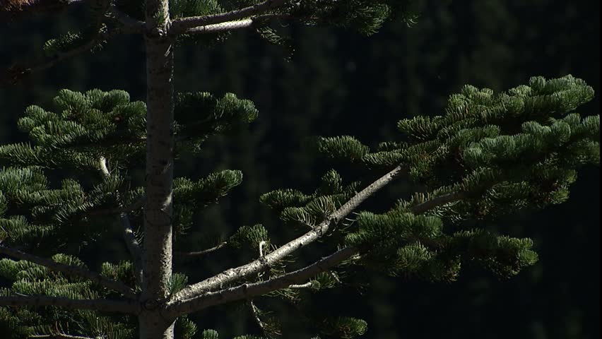 tilt up new growth on small fir tree to pine cones on top branches