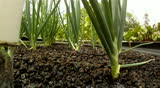 Green Onion Vegetables Growing in an Aquaponic Hydroponic Greenhouse Garden.  3 separate clips filmed in 720p HD

