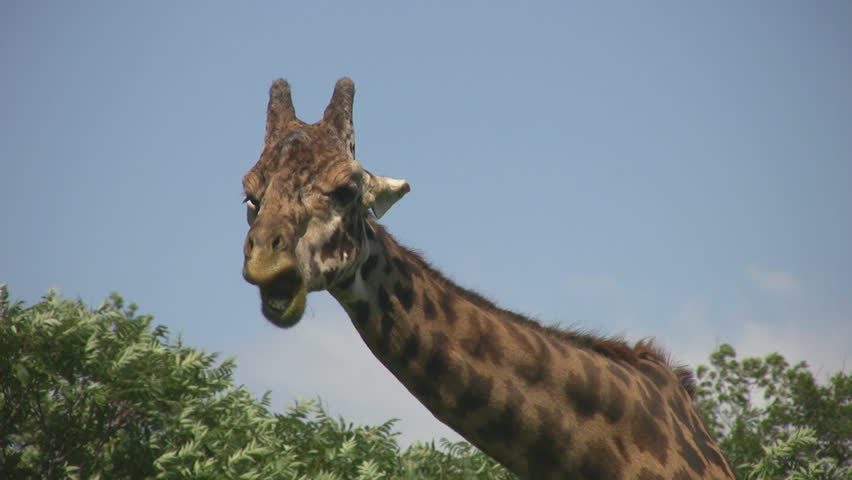 A giraffe chews on leaves and grass.