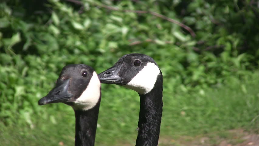 Two geese take turns looking at the camera.