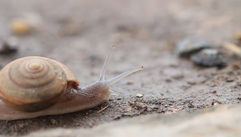 Winding snail