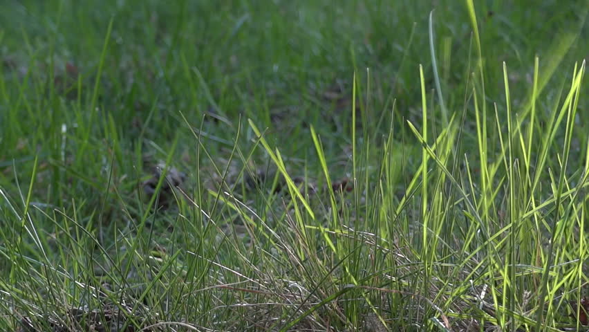 Grass blowing in the breeze.