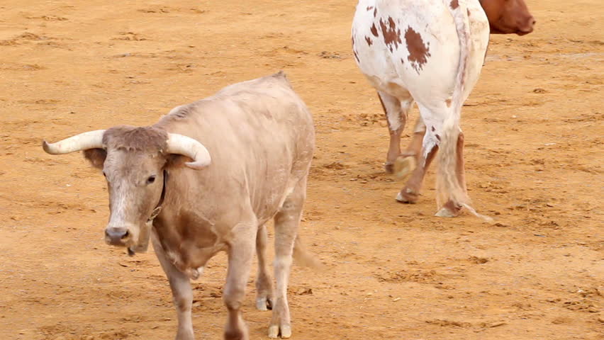 group of Spanish bulls. Powerful spanish bull, bullfight arena