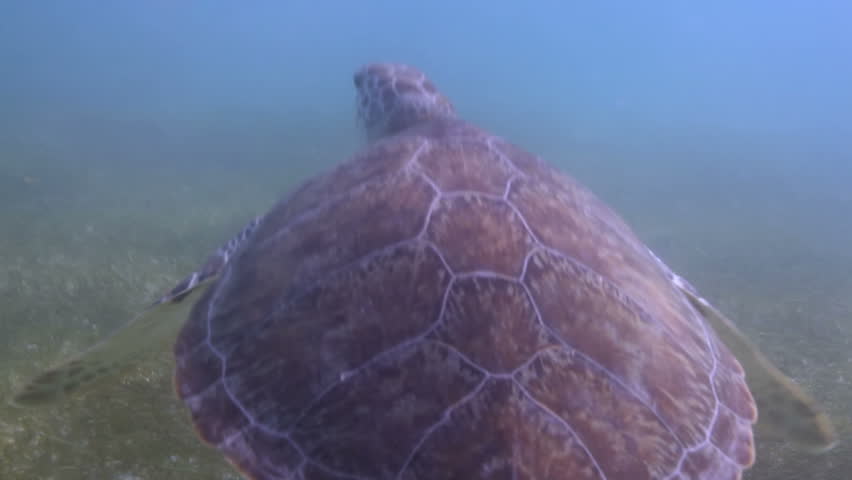 the loggerhead turtle filmed underwater in mexico