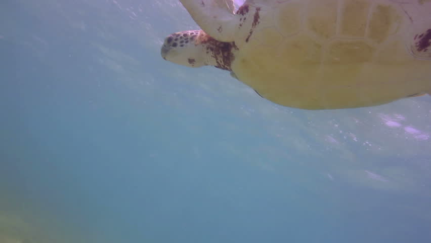 the loggerhead turtle filmed underwater in mexico