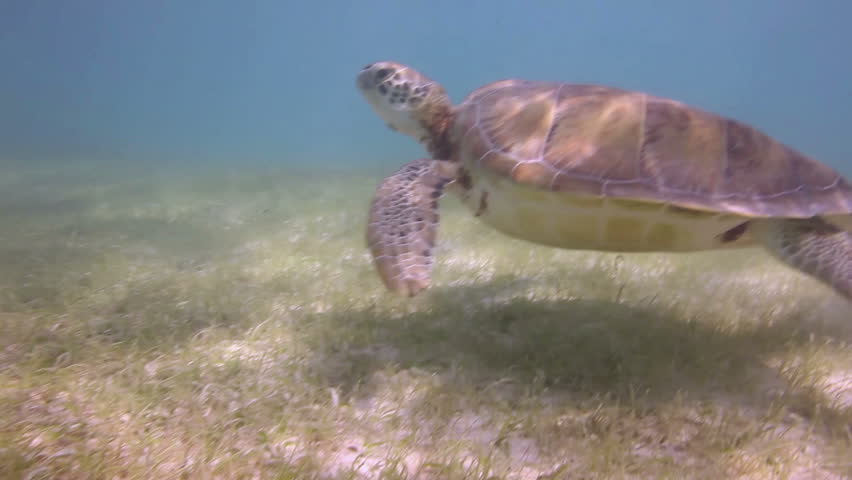 the loggerhead turtle filmed underwater in mexico