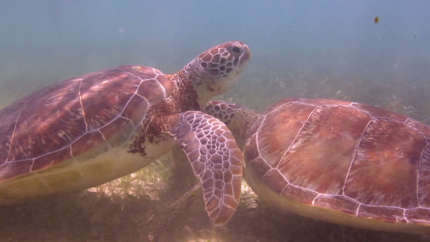 the loggerhead turtle filmed underwater in mexico