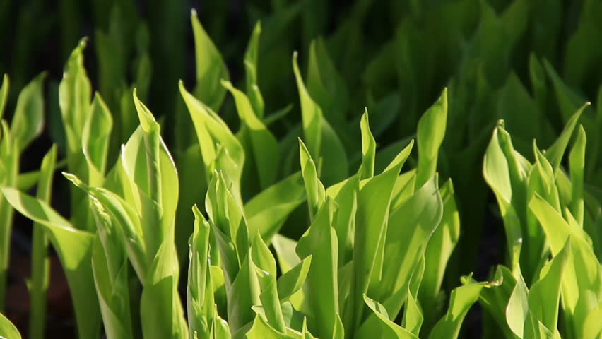 Greenly sprouts lily of valley in sunrays