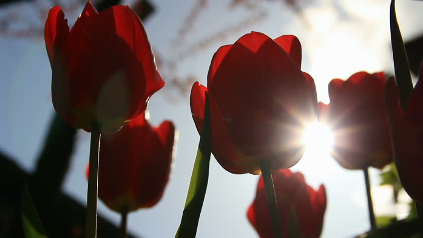 Sunbeams through red tulip flowers buds