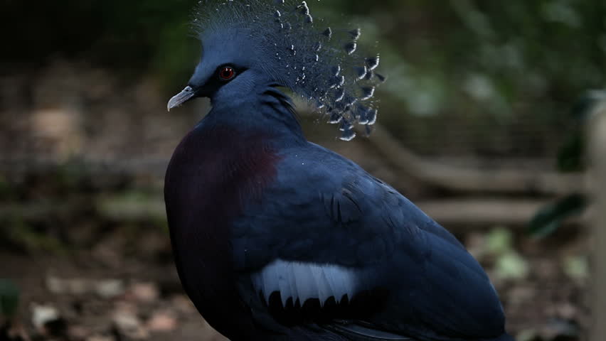 A Peacock standing in the wild