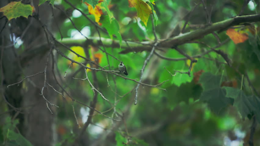 bird perched in a tree