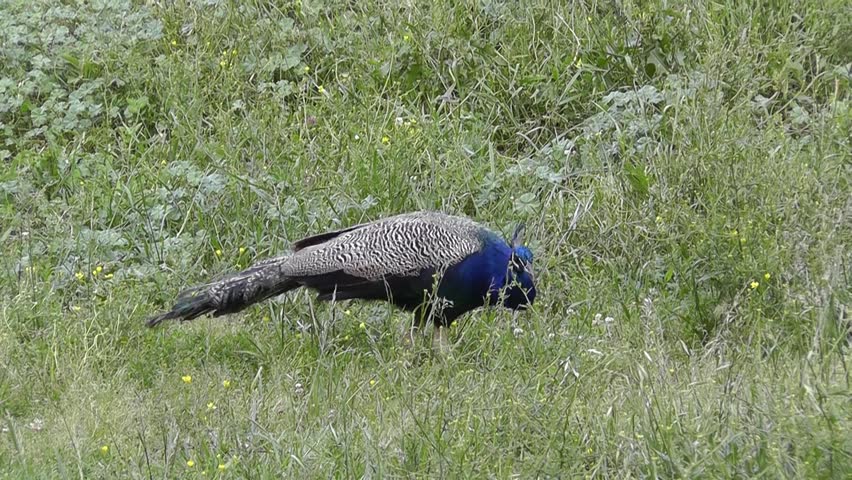 The Peacock is a proud bird and protective of those in his "flock" which, here, includes a few guinea fowl hens.
