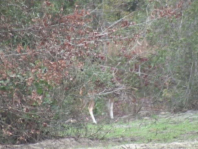 An axis buck quarrels with a tree.