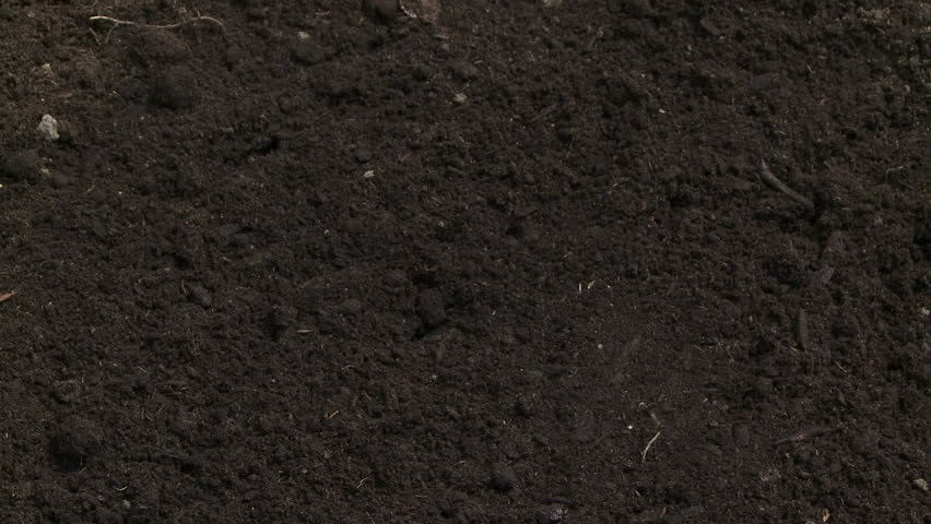Man planting a conifer tree seedling in the ground