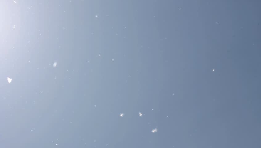 Flying Cotton Wood  Tree Seeds and Pollens In Sky