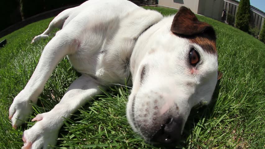 Adorable puppy dog soaking in the sun in the backyard on the grass, doing tricks and being playful.
