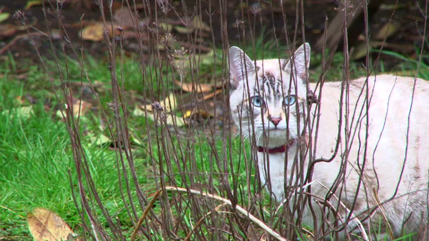 Curious domestic white cat playing and hunting for an outdoor meal.