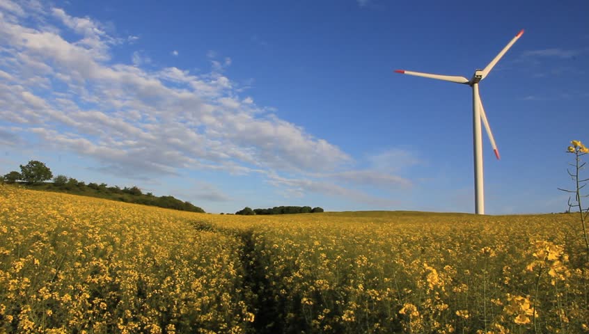 Wind turbine in rape field