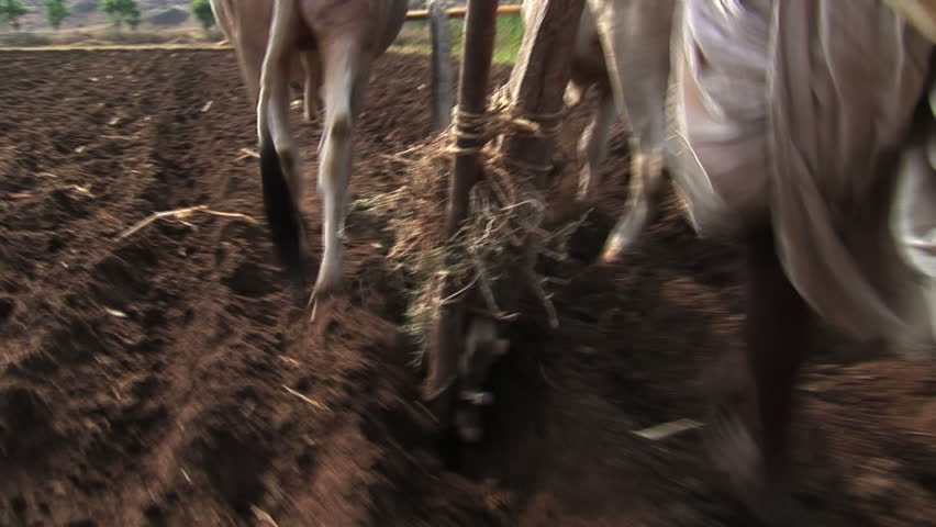 POV walking with farmer, Ghanero, Rajasthan, India