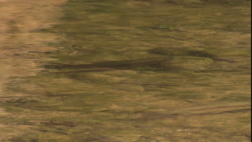 spawning rainbow trout in clear water of Colorado river in glen canyon, above lee's ferry