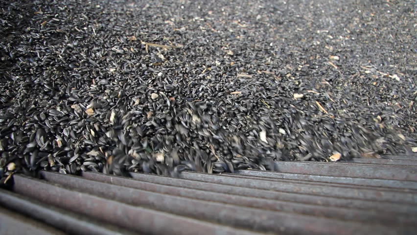 Loading of sunflower seed to the silo